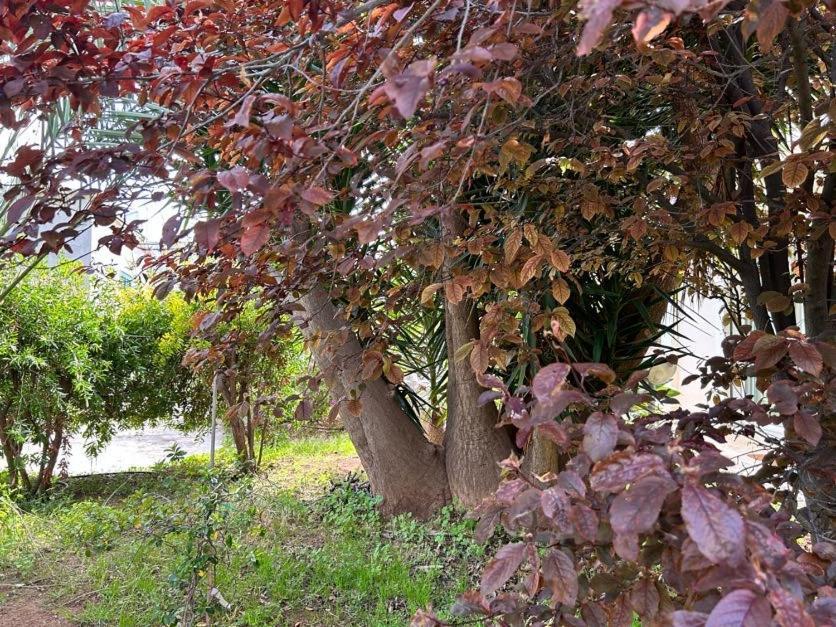 Giardino A Mare Daire Bari Dış mekan fotoğraf