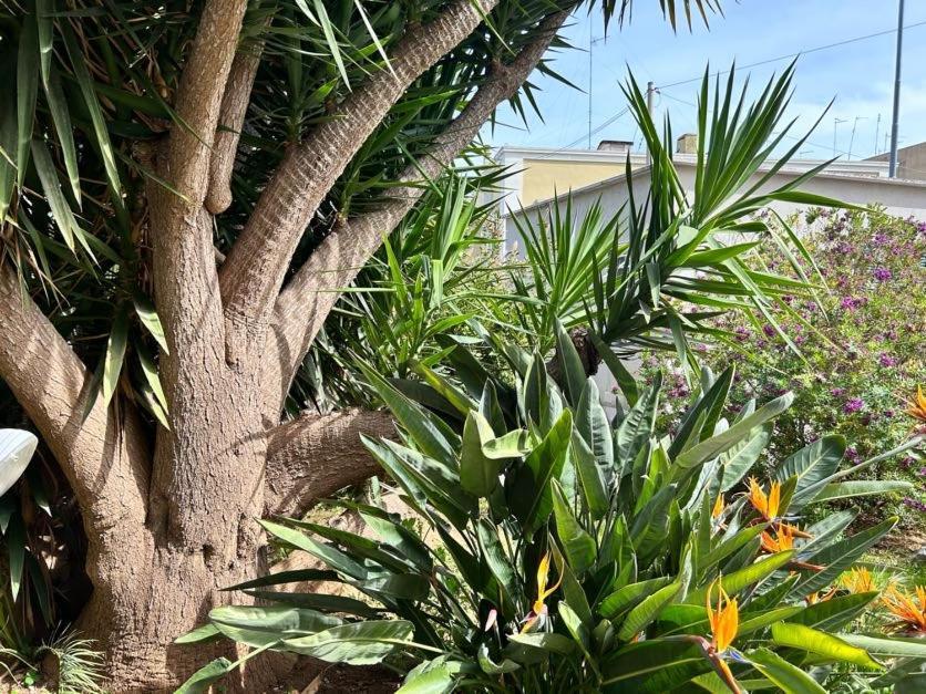 Giardino A Mare Daire Bari Dış mekan fotoğraf